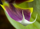 Lip of phalaenopsis orchid blossom