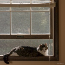 Mouse relaxes in an open window