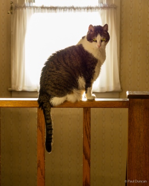Mouse, our cat, on a railing