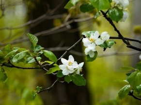 Apple blossoms in May
